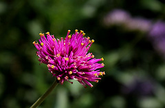 Gomphrena 'Fireworks'