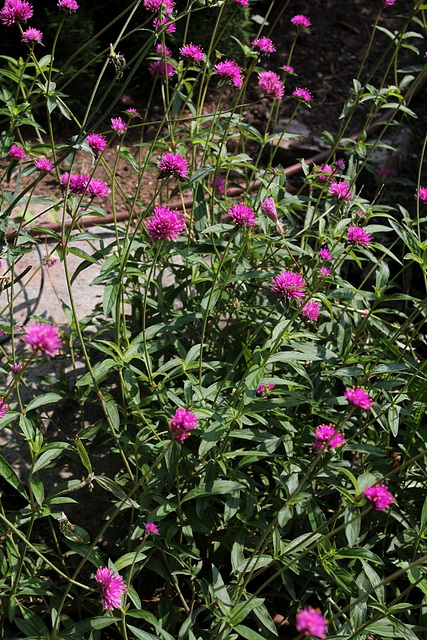 Gomphrena 'Fireworks' (7)