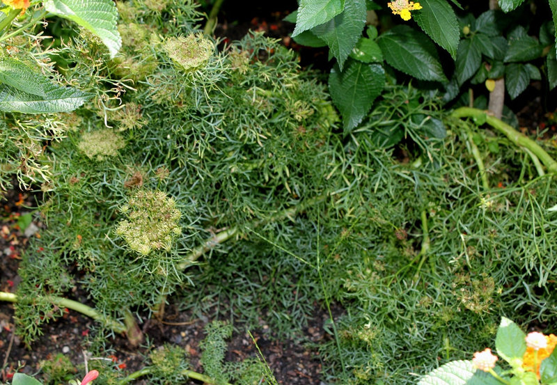 Ammi visnaga