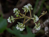 Ponthieva racemosa (Hairy Shadow-witch orchid)
