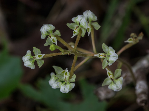 Ponthieva racemosa (Hairy Shadow-witch orchid)