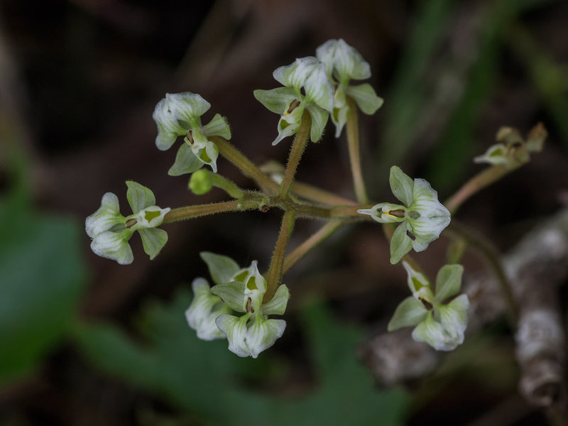 Ponthieva racemosa (Hairy Shadow-witch orchid)