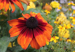 Rudbeckia (2)