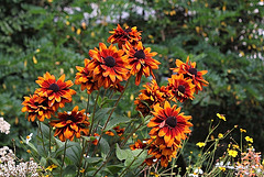 Rudbeckia (3)