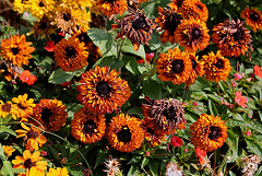 Rudbeckia double