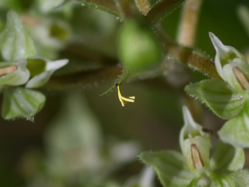 Ponthieva racemosa (Hairy Shadow-witch orchid) misplaced pollinaria