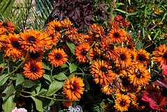 Rudbeckia double (2)