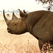 Rhino in Nairobi National Park