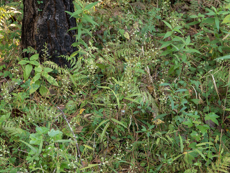 Ponthieva racemosa (Hairy Shadow-witch orchid)