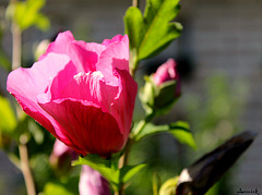 HIBISCUS ***