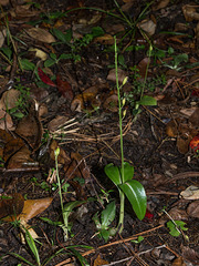 Malaxis spicata (Florida Adder's-mouth orchid)