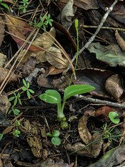 Malaxis spicata (Florida Adder's-mouth orchid)