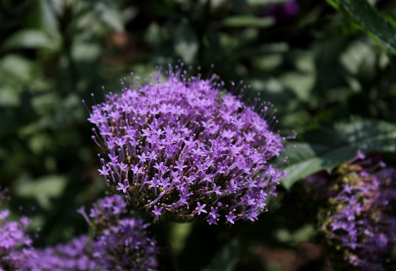 Trachelium caeruleum (3)