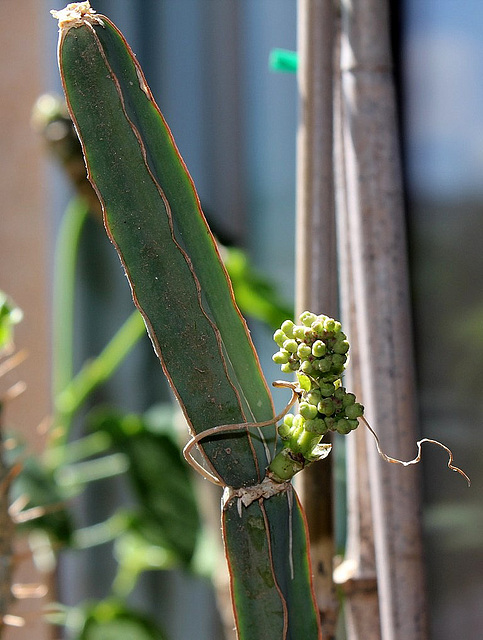 Cissus quadrangularis