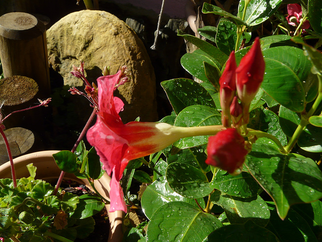 fleurs de mon jardin en septembre