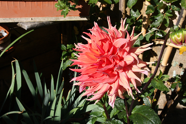fleurs de mon jardin en septembre