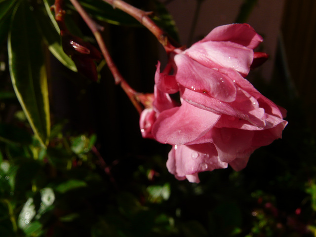 fleurs de mon jardin en septembre