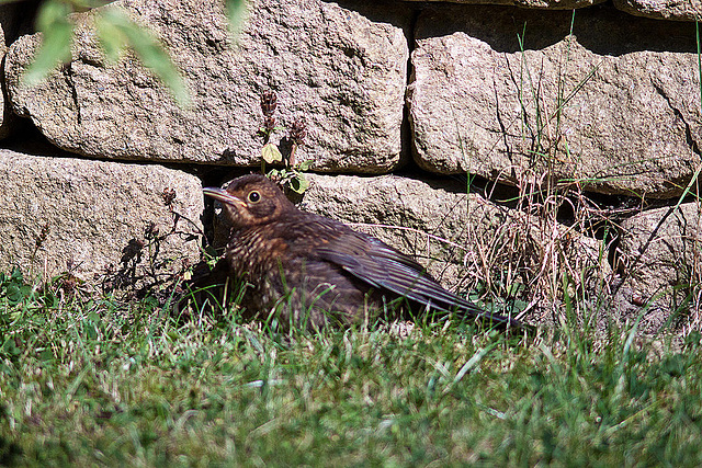 20120904 1312RD8w [D~LIP] Amsel, Bad Salzuflen