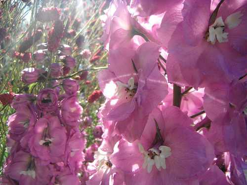 Pink Delphiniums