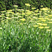 Panorama of flower bed at Newby Hall