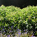 Panorama of flower bed at Newby Hall