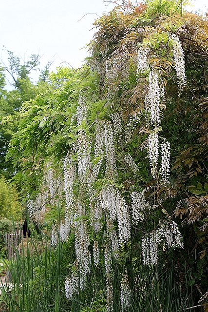 Glycine du japon