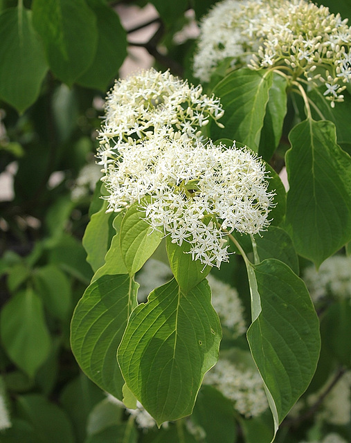 Cornus macrophylla