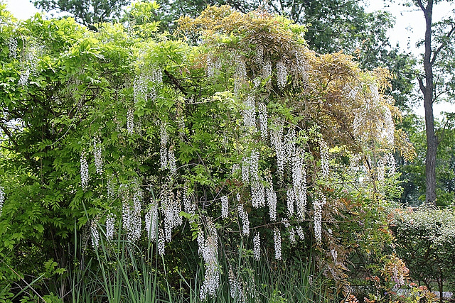 Glycine- potager