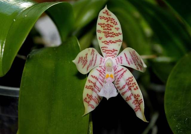 Phalaenopsis hieroglyphica