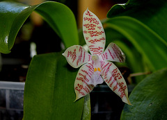 Phalaenopsis hieroglyphica (2)