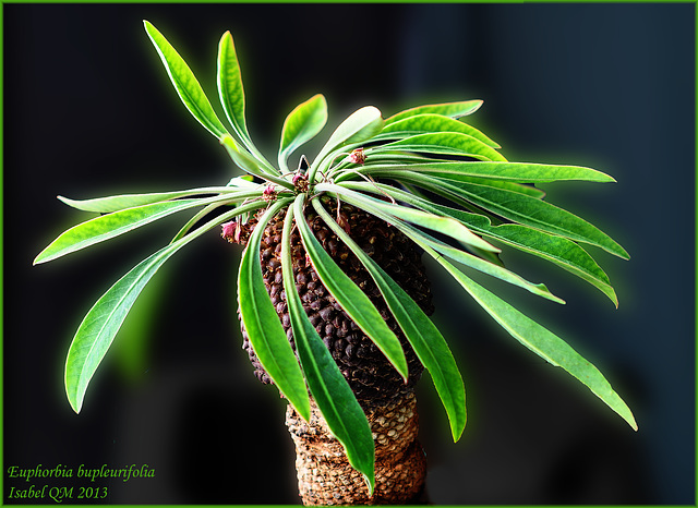 Euphorbia bupleurifolia