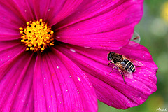 UNE ABEILLE SUR UN COSMOS **** UNE ABEILLE SUR UN COSMOS ****