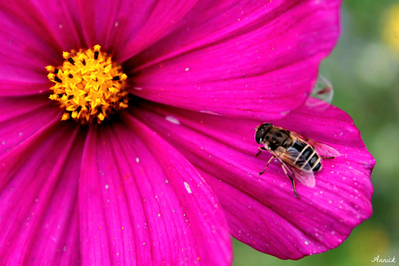 UNE ABEILLE SUR UN COSMOS ****