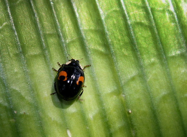 Harmonia axyridis - une forme de Coccinelle asiatique (2)