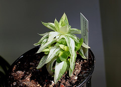 Haworthia cymbiformis variegata