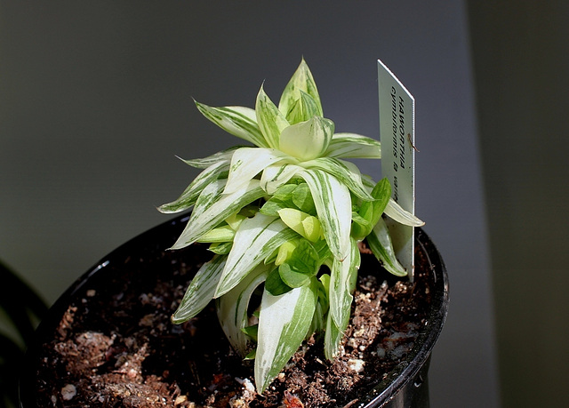 Haworthia cymbiformis variegata
