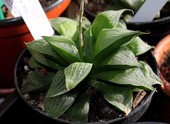 Haworthia magnifica