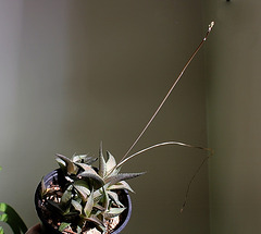 Haworthia tesselata