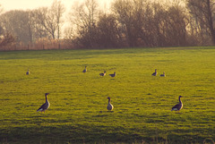 Three geese