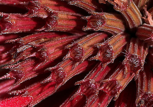 Monarde