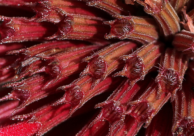 Monarde