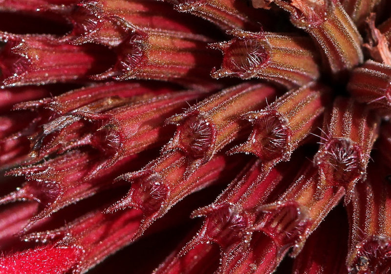 Monarde