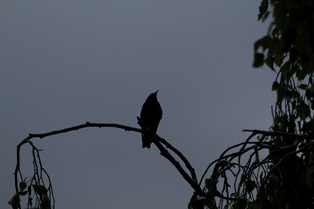 Oiseau de nuit (2)