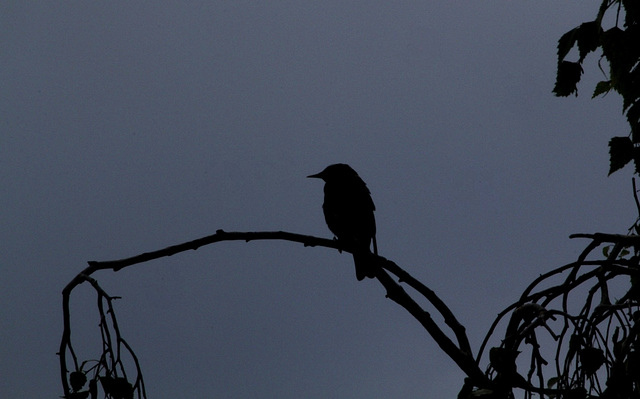 Oiseau de nuit (5)
