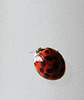 Marienkäfer