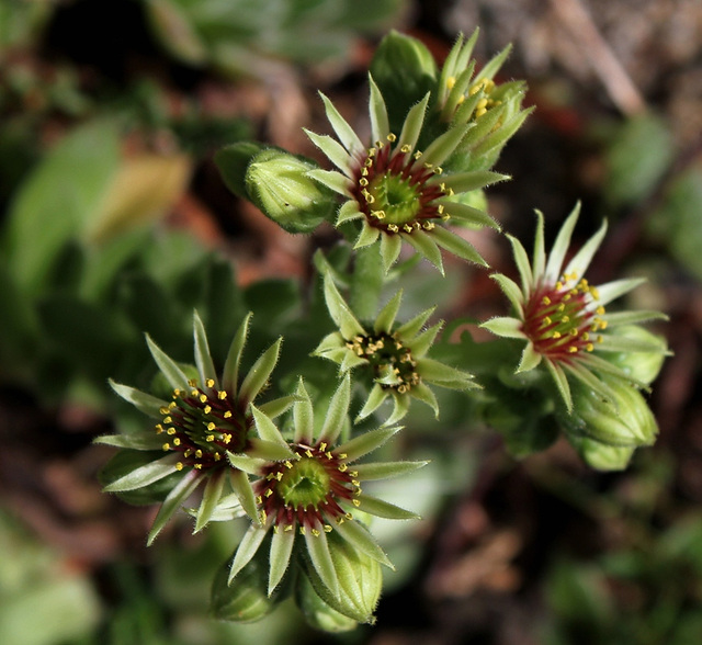 Sempervivum (3)