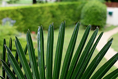 Trachycarpus wagnerianus