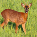 Young Roe Buck #9
