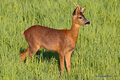 Young Roe Buck #8