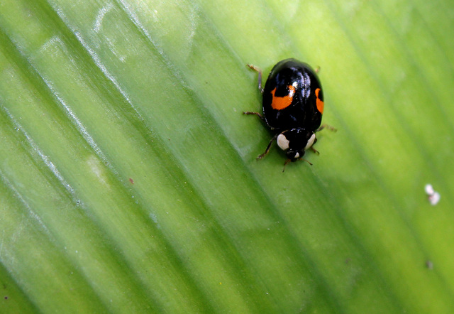 Harmonia axyridis - une forme de Coccinelle asiatique